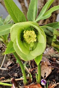 Čemeřice, Botanická zahrada Na Slupi